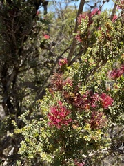 Melaleuca anisandra