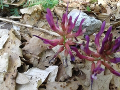 Astragalus monspessulanus monspessulanus