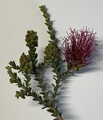 Melaleuca anisandra