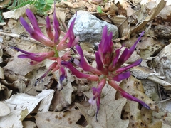 Astragalus monspessulanus monspessulanus