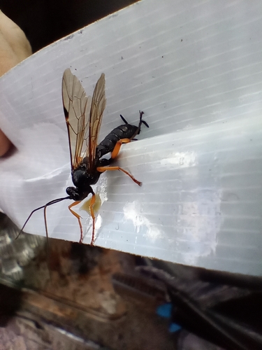 Coccygomimus observed 2025-09-12