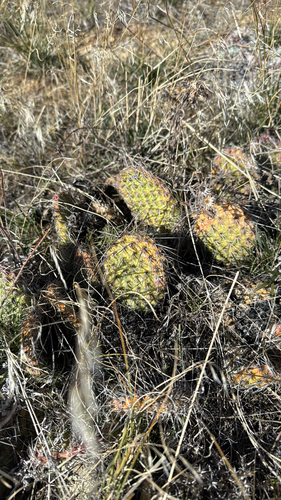 iNaturalist observation 2025-10-28