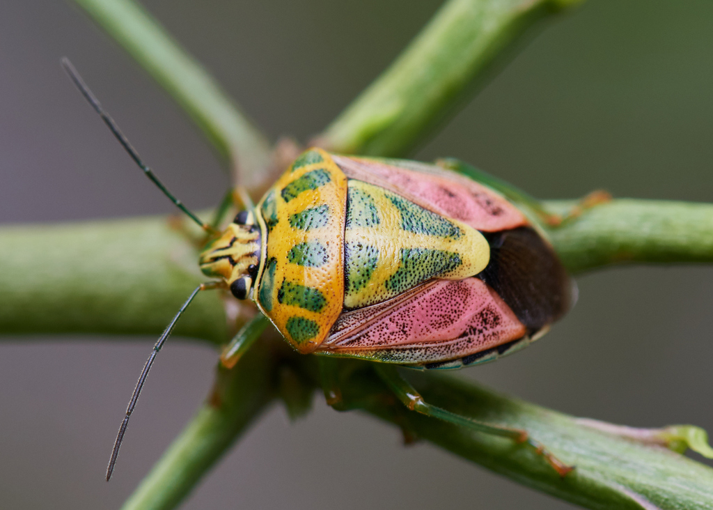 Variegated Coffee Bugs