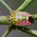 Variegated Coffee Bugs - Photo (c) Karthik, some rights reserved (CC BY-NC-ND), uploaded by Karthik