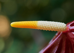 Anthurium andraeanum