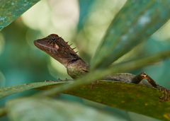 Monilesaurus ellioti