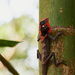 Elliot's Forest Lizard - Photo (c) Karthik, some rights reserved (CC BY-NC-ND), uploaded by Karthik