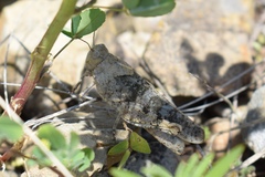 Bryodemella tuberculata