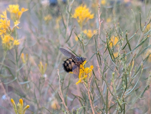 Unknown species found near Hurricane, UT 84737, USA