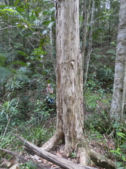 Tristaniopsis laurina