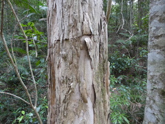 Tristaniopsis laurina