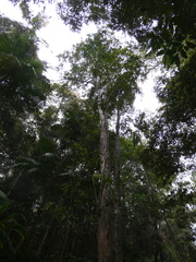 Tristaniopsis laurina