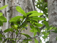 Tristaniopsis laurina