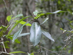 Tristaniopsis laurina