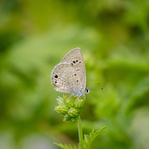 Reakirt's Blue photo 5