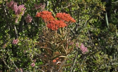 Crassula perfoliata coccinea