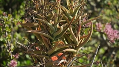 Crassula perfoliata coccinea
