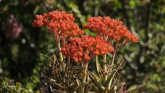 Crassula perfoliata coccinea