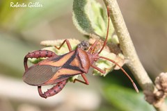 Crinocerus sanctus