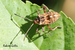 Camptischium