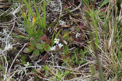 Euphrasia ossica
