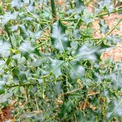Ilex aquifolium