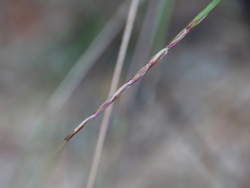 Schizachyrium fragile observed 2025-10-06