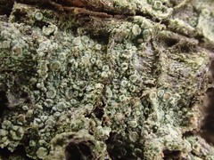 Lecanora pulverulenta