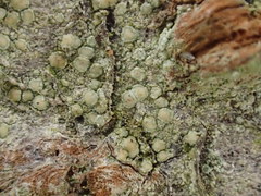 Lecanora pulverulenta