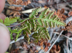 Cheilanthes capensis