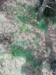 Festuca paniculata