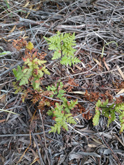 Cheilanthes capensis