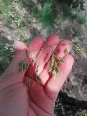 Festuca paniculata