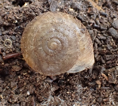Xerocrassa homeyeri