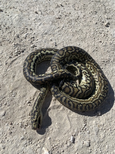 Southwestern Carpet Python sighting