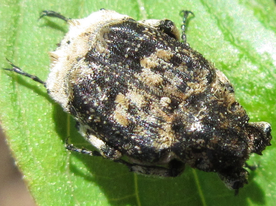 Valgus koreanus