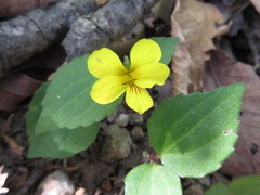 Viola orientalis