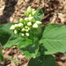 Vincetoxicum ascyrifolium - Photo (c) onidiras-iNaturalist, some rights reserved (CC BY-NC), uploaded by onidiras-iNaturalist