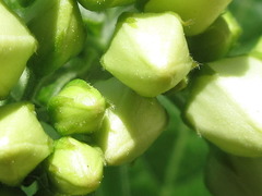 Vincetoxicum ascyrifolium