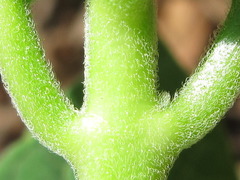 Vincetoxicum ascyrifolium