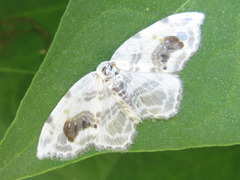 Auzata nigrata
