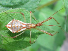 Epidaus tuberosus