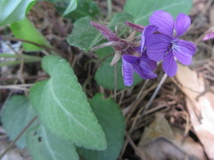 Viola philippica