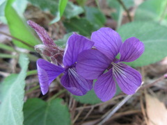 Viola philippica