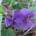 Tokyo Violet - Photo (c) onidiras-iNaturalist, some rights reserved (CC BY-NC), uploaded by onidiras-iNaturalist