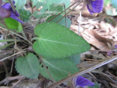Viola philippica