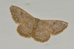 Idaea consericeata