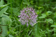 Allium chychkanense
