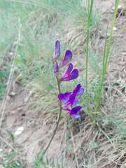 Vicia onobrychioides