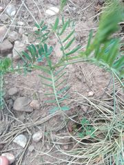 Vicia onobrychioides